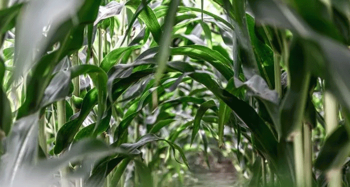 Seed Sovereignty: How Kabardino-Balkaria Aims to Supply 25% of Russia’s Corn Seed Market