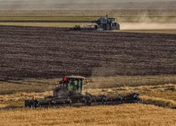 Kazakhstan’s Harvest 2024: A Data-Driven Look at Yield Performance and Crop Diversification