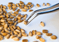 French Wheat 2025: A Tale of Two Qualities – Plummeting Protein Amidst Strong Technical Specs