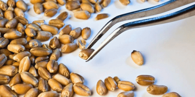 French Wheat 2025: A Tale of Two Qualities – Plummeting Protein Amidst Strong Technical Specs