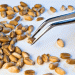 French Wheat 2025: A Tale of Two Qualities – Plummeting Protein Amidst Strong Technical Specs