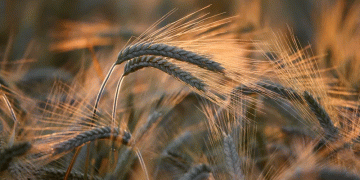 Against the Clock and the Clouds: Managing Harvest Risks in Kazakhstan’s Rain-Threatened Grain Belt