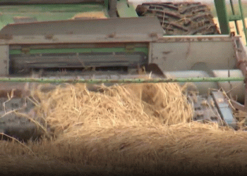 Vertical Integration in Action: Astrakhan’s Multi-Billion Ruble Bet on Rice and Alfalfa Processing