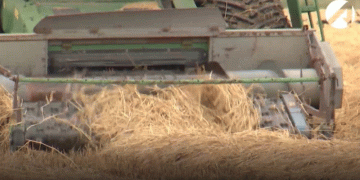 Vertical Integration in Action: Astrakhan’s Multi-Billion Ruble Bet on Rice and Alfalfa Processing