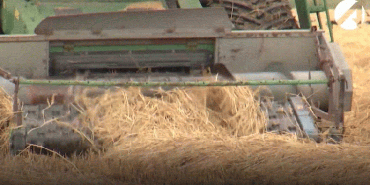 Vertical Integration in Action: Astrakhan’s Multi-Billion Ruble Bet on Rice and Alfalfa Processing