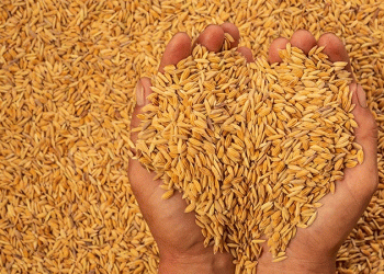 Iran’s Feed Crisis: How Russian and Kazakh Exports Are Filling a 15 Million Ton Demand Gap
