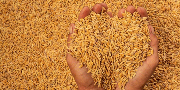 Iran’s Feed Crisis: How Russian and Kazakh Exports Are Filling a 15 Million Ton Demand Gap