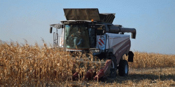 Beyond the Cob: Corn’s Versatility Drives Strategic Harvest in Penza Region