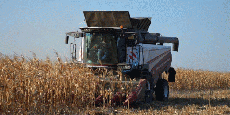 Beyond the Cob: Corn’s Versatility Drives Strategic Harvest in Penza Region