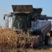 Beyond the Cob: Corn’s Versatility Drives Strategic Harvest in Penza Region