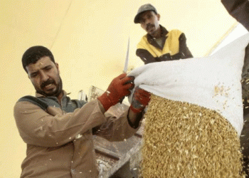 The Great Wheat Shift: How Geopolitics and Price are Reshaping Global Grain Flows