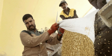 The Great Wheat Shift: How Geopolitics and Price are Reshaping Global Grain Flows