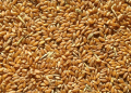 Price Pressure Mounts: Kazakh Millers and Exporters Vie for New Wheat Crop