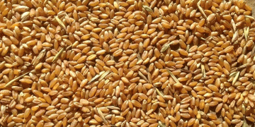 Price Pressure Mounts: Kazakh Millers and Exporters Vie for New Wheat Crop