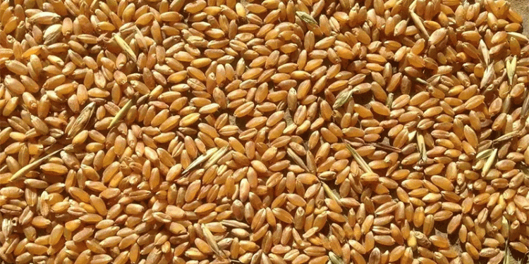 Price Pressure Mounts: Kazakh Millers and Exporters Vie for New Wheat Crop