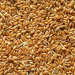 Price Pressure Mounts: Kazakh Millers and Exporters Vie for New Wheat Crop