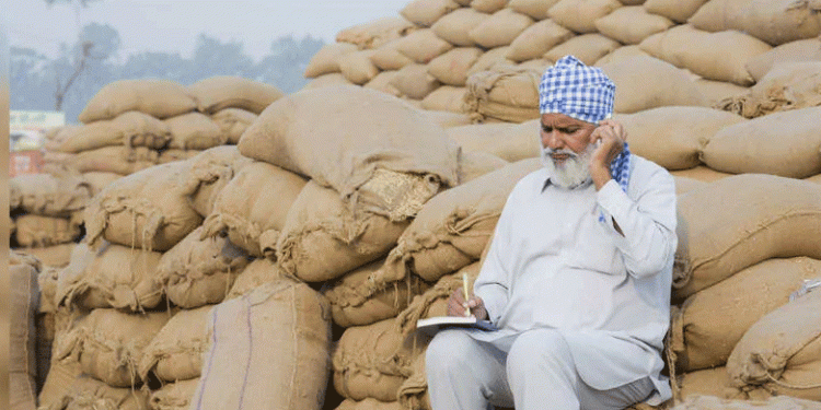 Pulse Potential: Russia’s Strategic Push to Capture a Share of India’s Vast Legume Market