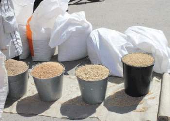 Tula Region Smashes Grain Harvest Record: A Benchmark for Central Russian Productivity