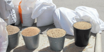 Tula Region Smashes Grain Harvest Record: A Benchmark for Central Russian Productivity