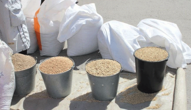 Tula Region Smashes Grain Harvest Record: A Benchmark for Central Russian Productivity