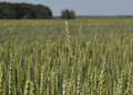 Ryazan’s Harvest Benchmark: Pushing the Boundaries of Central Russia’s Grain Potential