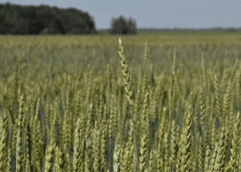 Ryazan’s Harvest Benchmark: Pushing the Boundaries of Central Russia’s Grain Potential