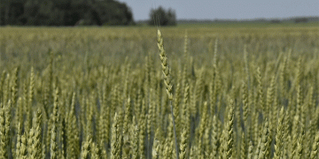 Ryazan’s Harvest Benchmark: Pushing the Boundaries of Central Russia’s Grain Potential