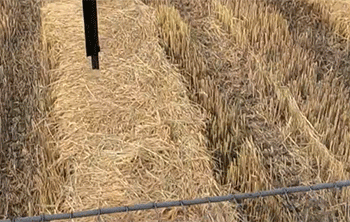 Resilience and Recovery: How Kuban’s Rice Farmers Are Battling Climate Extremes for a Strategic Harvest