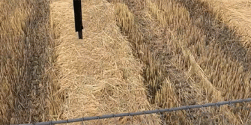 Resilience and Recovery: How Kuban’s Rice Farmers Are Battling Climate Extremes for a Strategic Harvest