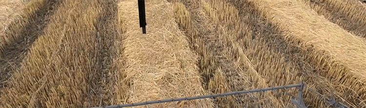 Resilience and Recovery: How Kuban’s Rice Farmers Are Battling Climate Extremes for a Strategic Harvest