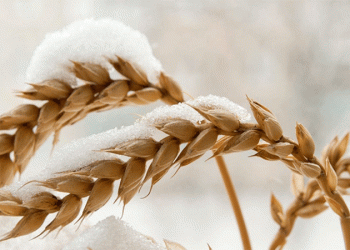 Early Snowfall in Kazakhstan: A Harbinger of Quality Loss and Harvest Peril