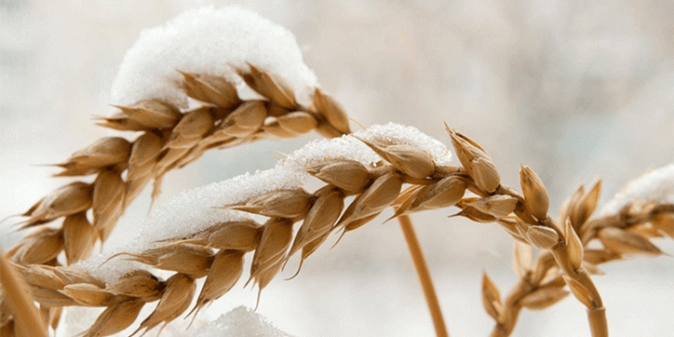 Early Snowfall in Kazakhstan: A Harbinger of Quality Loss and Harvest Peril