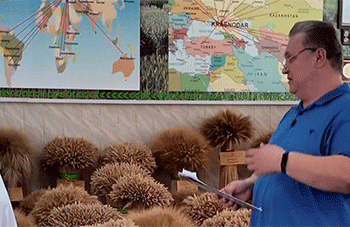 Breeding for Resilience: Inside Russia’s National Grain Center’s Annual Quest for Better Wheat