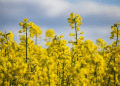 Bountiful Harvests, Bearish Markets: How Record EU Rapeseed Yields Are Capping Global Oilseed Prices