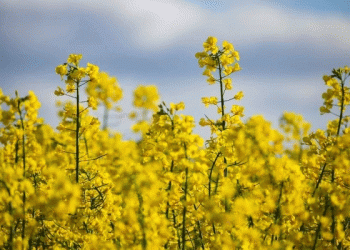 Bountiful Harvests, Bearish Markets: How Record EU Rapeseed Yields Are Capping Global Oilseed Prices