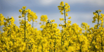 Bountiful Harvests, Bearish Markets: How Record EU Rapeseed Yields Are Capping Global Oilseed Prices