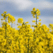 Bountiful Harvests, Bearish Markets: How Record EU Rapeseed Yields Are Capping Global Oilseed Prices