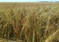 Weathering the Storm: Post-Rain Grain Quality in Siberia and Strategic Responses for 2023