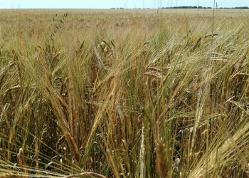 Weathering the Storm: Post-Rain Grain Quality in Siberia and Strategic Responses for 2023