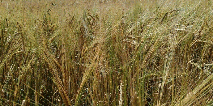 Weathering the Storm: Post-Rain Grain Quality in Siberia and Strategic Responses for 2023