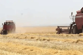 Tula Oblast at the Halfway Mark: 1.5M Tons Harvested Amid Weather Challenges