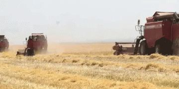 Tula Oblast at the Halfway Mark: 1.5M Tons Harvested Amid Weather Challenges