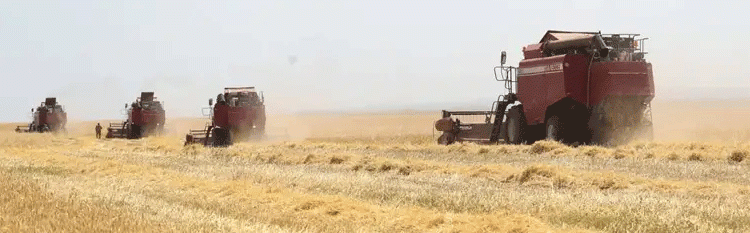 Tula Oblast at the Halfway Mark: 1.5M Tons Harvested Amid Weather Challenges