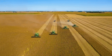 Europe Braces for a Grain Wave: Record Wheat and Barley Harvests Forecast for 2025