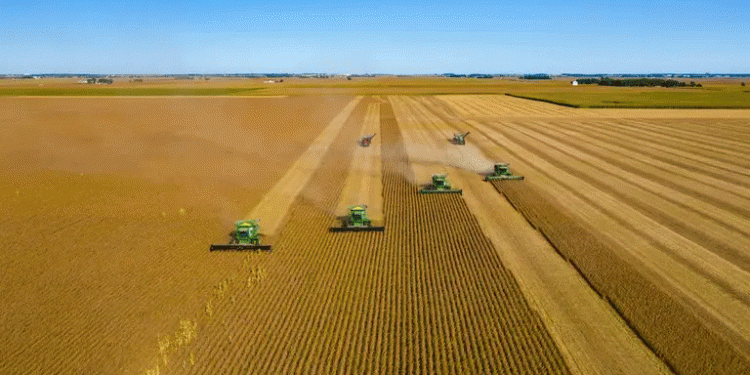 Europe Braces for a Grain Wave: Record Wheat and Barley Harvests Forecast for 2025