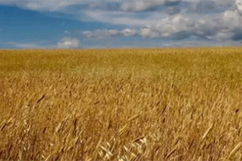 A Shifting Market: How Morocco Became France’s Top Wheat Customer in a Global Glut