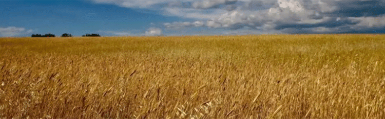 A Shifting Market: How Morocco Became France’s Top Wheat Customer in a Global Glut