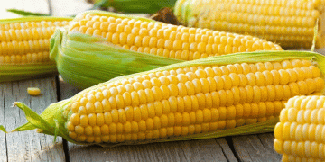 The New Grain Giant: How Russia Toppled the U.S. and Brazil to Become China’s Top Corn Supplier