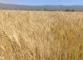 Argentina’s Wheat Boom: Record Potential Amidst Unprecedented Hydrological Extremes