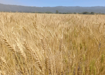 Argentina’s Wheat Boom: Record Potential Amidst Unprecedented Hydrological Extremes